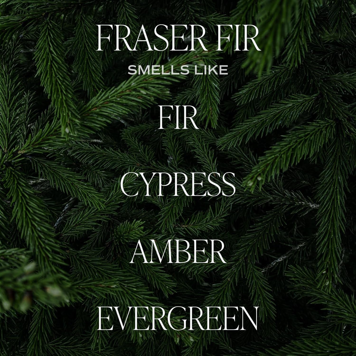 Sweet Water Decor Fraser Fir Candle - Evergreen, Cedar, Winter Holiday Scented Soy Christmas Candles for Home - 9Oz Clear Jar, 40 Hour Burn Time, Made in the USA
